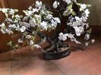 Bonsai bloesem, Ophalen, Zo goed als nieuw