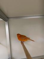 Kanarie agaat rood, Sexe inconnu, Canari de couleur