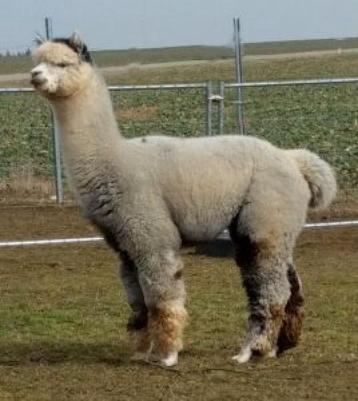 Voor Saillie, een heel mooie mannelijke alpaca uit Australië