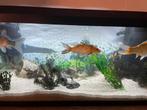 Volledig aquarium met koi karper, Dieren en Toebehoren, Vissen | Aquariumvissen, Vis, Zoetwatervis, Schoolvis