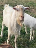 geitenbok, Dieren en Toebehoren, Schapen, Geiten en Varkens, Mannelijk, Geit, 0 tot 2 jaar