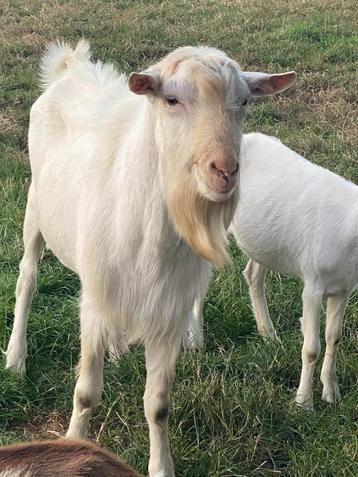 geitenbok