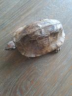 Taxidermie, schildpadje, 20cm lngte, Ophalen of Verzenden