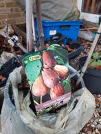 Figuier Ficus Carica "Morena", Tuin en Terras, Planten | Tuinplanten, Ophalen, Zomer