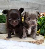 Chihuahua pup langhaar, Dieren en Toebehoren, België, Fokker | Hobbymatig, Reu, CDV (hondenziekte)