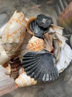 Coquilles, bougies, collecte de savon Hobby, Enlèvement