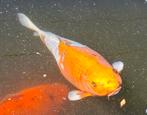 Japanse koi 40  cm, Dieren en Toebehoren, Vissen | Vijvervissen