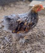 Jonge Cochin kriel haantjes, Dieren en Toebehoren