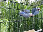 jonge roseicolli, Dieren en Toebehoren, Vogels | Parkieten en Papegaaien, Meerdere dieren, Dwergpapegaai of Agapornis