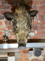 taxidermie, wild zwijn, Verzamelen, Dierenverzamelingen, Ophalen, Zo goed als nieuw