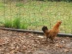 Ukkelse baardkriel hen beschikbaar, Dieren en Toebehoren, Pluimvee