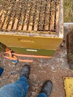 Simplex  bijen casten met carnica bijen ( 22 ramen), Dieren en Toebehoren