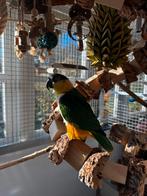 Zwartekop man te koop, Dieren en Toebehoren, Vogels | Parkieten en Papegaaien, Mannelijk, Parkiet, Geringd