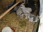 Cochin groothoender hanen, Dieren en Toebehoren, Mannelijk, Kip