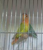 Roseicolli 3 maand oud, Geslacht onbekend, Dwergpapegaai of Agapornis, Geringd