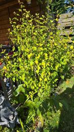 Hibiscus, Tuin en Terras, Ophalen