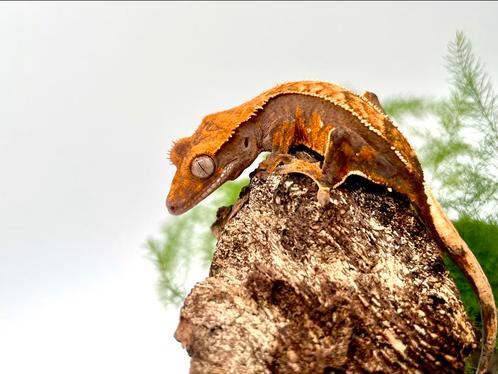 Kleurbommetje in wording, Dieren en Toebehoren, Reptielen en Amfibieën