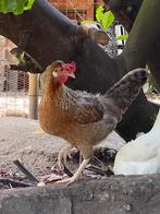 Legkippen, Dieren en Toebehoren, Pluimvee