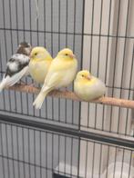 3 jonge kanaries 2025, Meerdere dieren, Kleurkanarie
