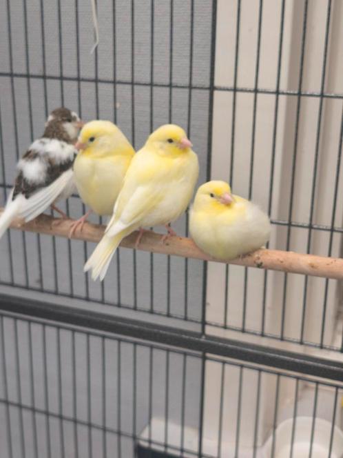 3 jonge kanaries 2025, Dieren en Toebehoren, Vogels | Kanaries, Kleurkanarie, Meerdere dieren