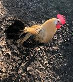 Brakel citroen haan, Mâle, Poule ou poulet