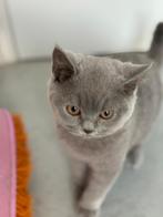 lief blauw brits korthaar katertje met afstammingsbewijs, Dieren en Toebehoren, Kater, Gechipt, 0 tot 2 jaar