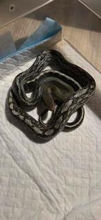 Couple orthriophis taeniurus callicyanous, Animaux & Accessoires