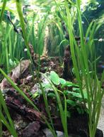 reuze vallisneria te  koop, Dieren en Toebehoren, Ophalen