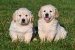 Chiots Golden Retriever à vendre