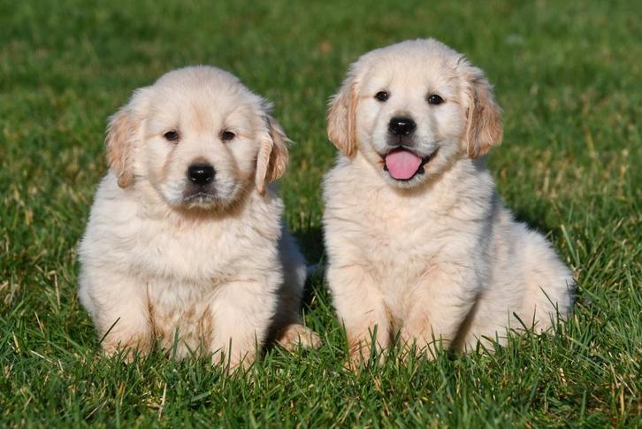 Chiots Golden Retriever à vendre, Animaux & Accessoires, Chiens | Retrievers, Épagneuls & Chiens d'eau, Plusieurs animaux, Golden retriever