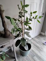 Ficus Audrey, Ophalen, Ficus, Halfschaduw, 150 tot 200 cm