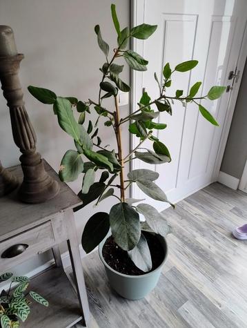 Ficus Audrey  beschikbaar voor biedingen