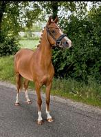 Knappe 7 jarige Welsh  C Pony, Dieren en Toebehoren, Merrie, B, Gechipt, Dressuurpony