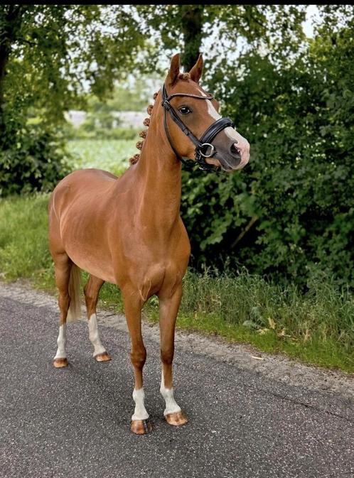 Knappe 7 jarige Welsh  C Pony, Dieren en Toebehoren, Pony's, Merrie, B, C pony (1.27m tot 1.37m), Dressuurpony, 7 tot 10 jaar