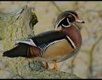 Siereenden en sierganzen, Dieren en Toebehoren, Pluimvee, Meerdere dieren, Eend