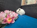 Mooi lief kleurdwergje rammetje, Dieren en Toebehoren, Konijnen, Mannelijk, Dwerg, 0 tot 2 jaar