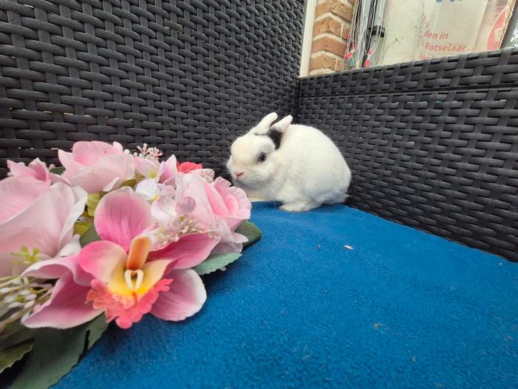 Mooi lief kleurdwergje rammetje, Dieren en Toebehoren, Konijnen, Dwerg, Mannelijk, 0 tot 2 jaar