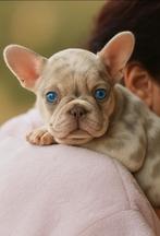 Franse bulldog pups  (top DNA), België, Fokker | Hobbymatig, 8 tot 15 weken, CDV (hondenziekte)