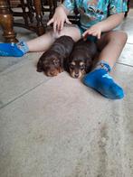 Langharige dwerg teckel pups, Belgique, Poils longs, Plusieurs, Hépatite contagieuse (maladie de Rubarth)