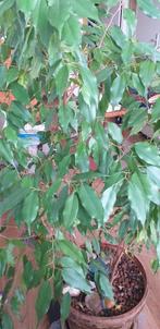 Ficus Benjamina, Huis en Inrichting, Kamerplanten, 100 tot 150 cm, Ficus, Halfschaduw, Ophalen
