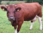 runderen brandrood, Dieren en Toebehoren, Runderen, Meerdere dieren, 3 tot 6 jaar