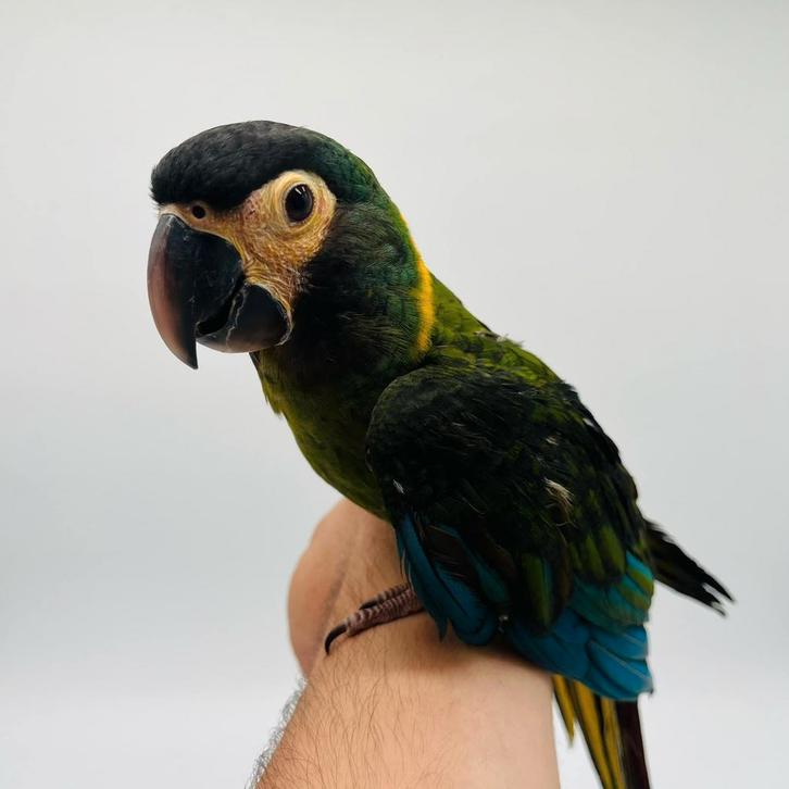 SOS-dieren, Dieren en Toebehoren, Vogels | Toebehoren, Nieuw, Overige typen, Ophalen