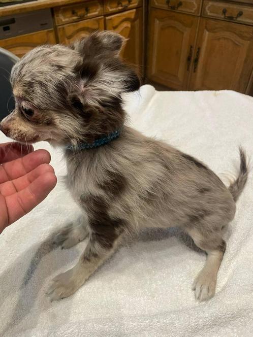 chihuahua pups t.cup & mini raszuiver zeer mooie ! kleintjes, Dieren en Toebehoren, Honden | Herdershonden en Veedrijvers, Meerdere dieren