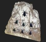Prachtig harsblok met insecten (kevers), Ophalen of Verzenden, Gebruikt, Insect, Overige typen