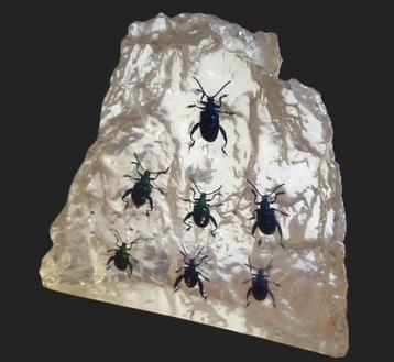 Prachtig harsblok met insecten (kevers) beschikbaar voor biedingen