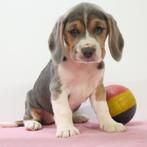 Beagle - Belgische puppy's te koop, Dieren en Toebehoren, België, Beagle, Handelaar, CDV (hondenziekte)