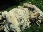 animaux, Animaux & Accessoires, Sexe inconnu, Mouton, 0 à 2 ans