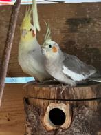 Zeer goede koppel, Dieren en Toebehoren, Vogels | Parkieten en Papegaaien