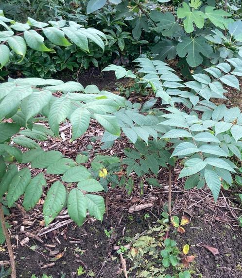 Walnoot planten, Jardin & Terrasse, Plantes | Arbres, Autres espèces, Moins de 100 cm, Plein soleil, Printemps, Enlèvement