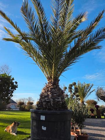 Palmboom Phoenix Canariensis  beschikbaar voor biedingen